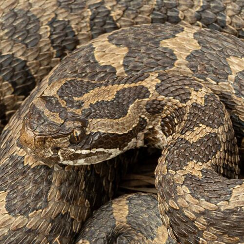 Eastern Massasauga