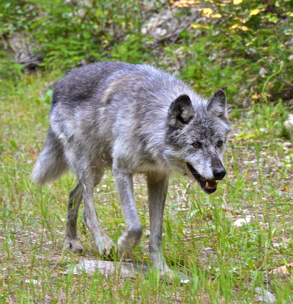 Gray Wolf