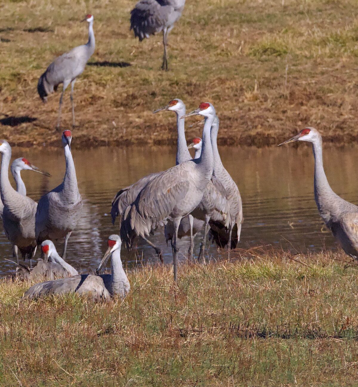 Sandhill Crane