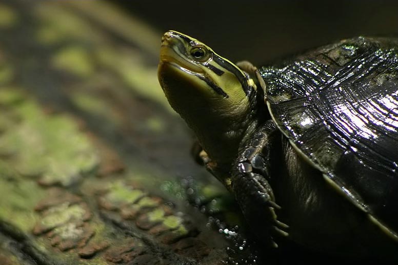 Asian Turtle
