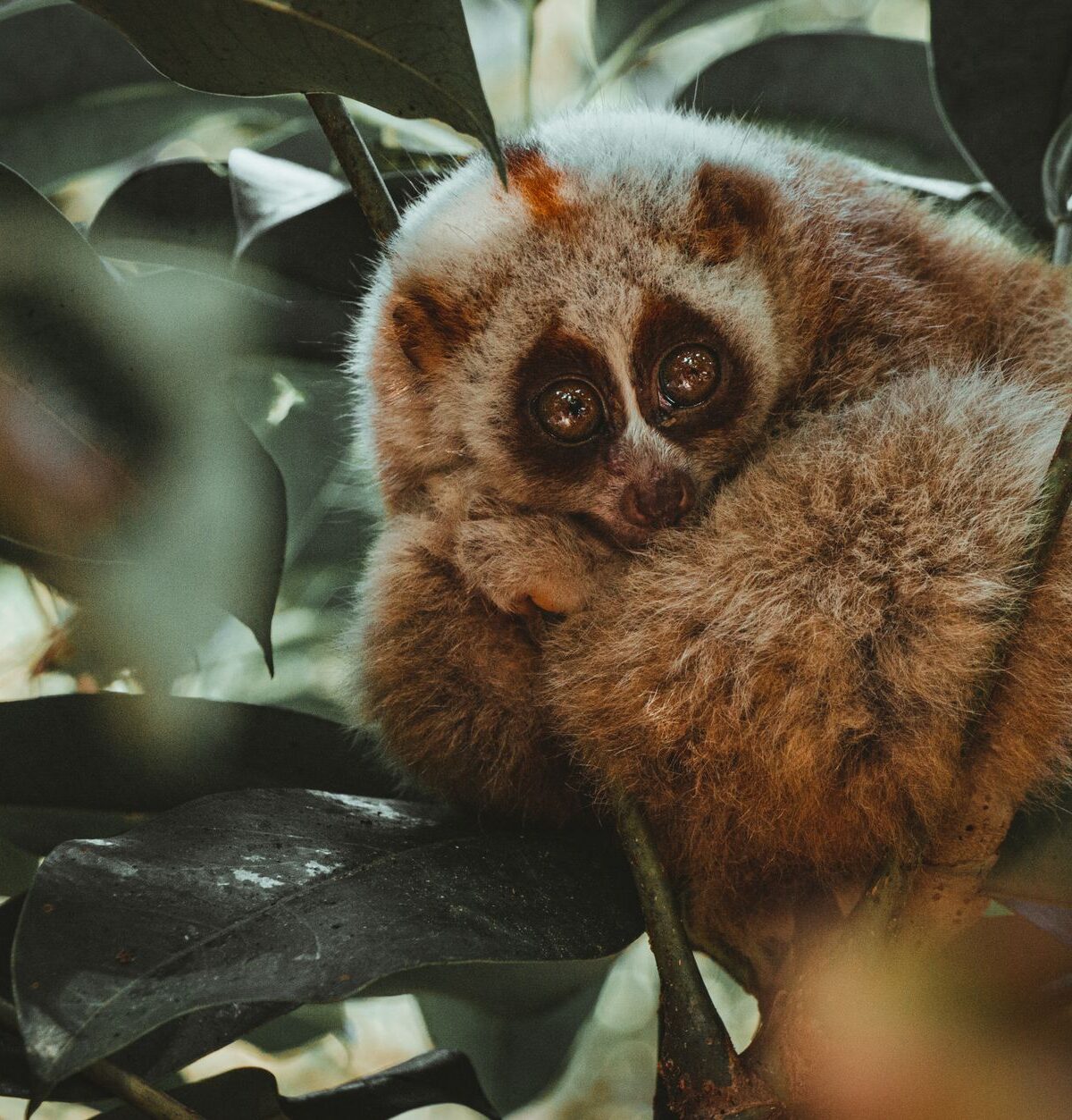 Slow Loris