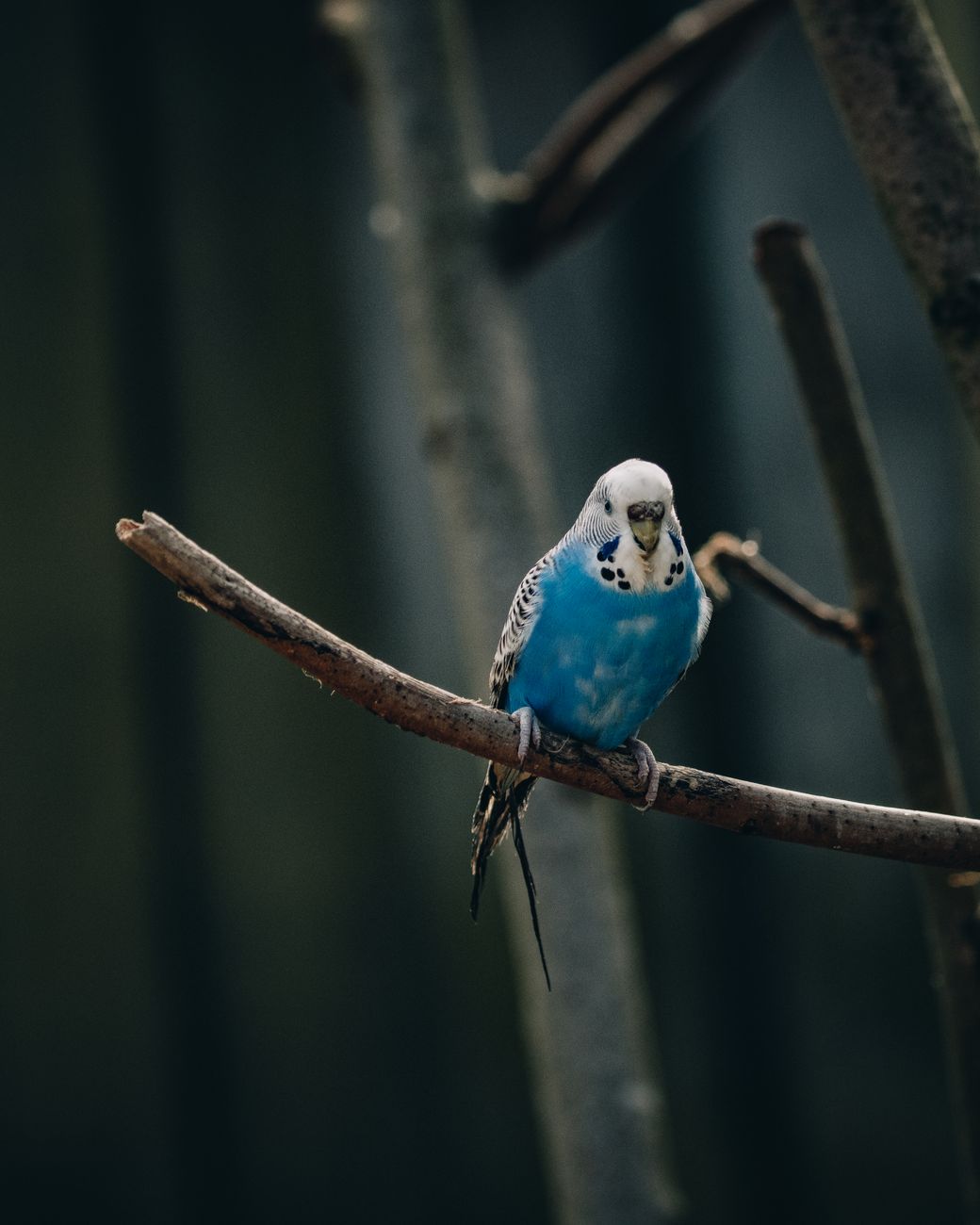 Budgie