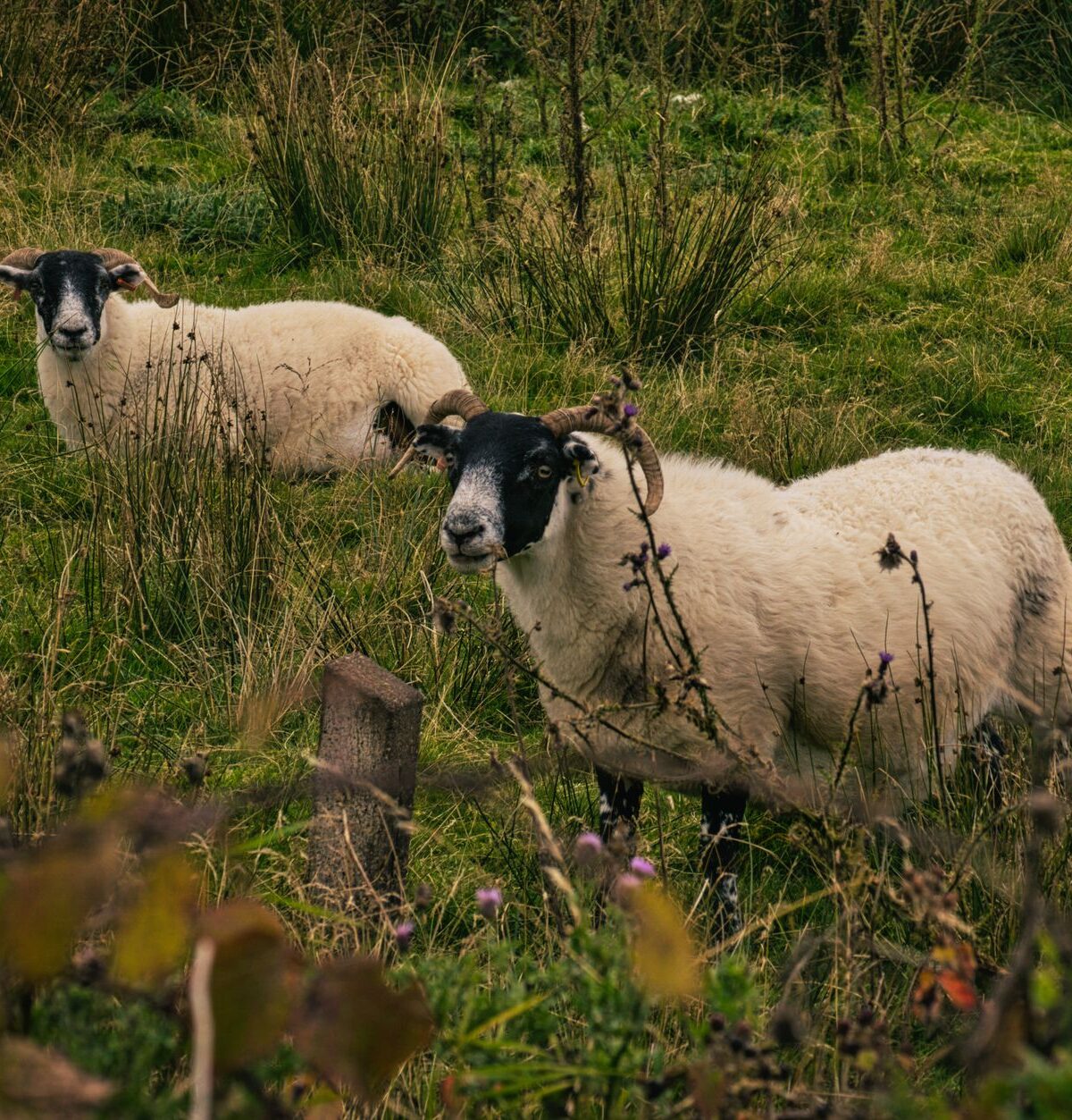 Sheep