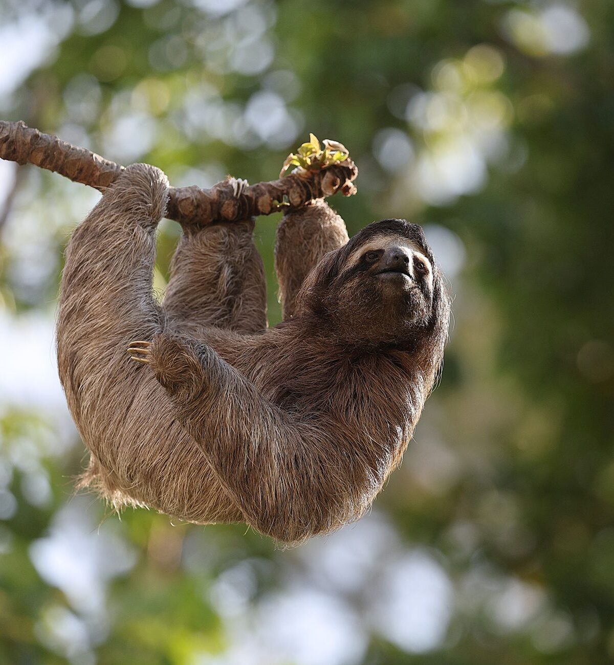 Brown-throated Sloth