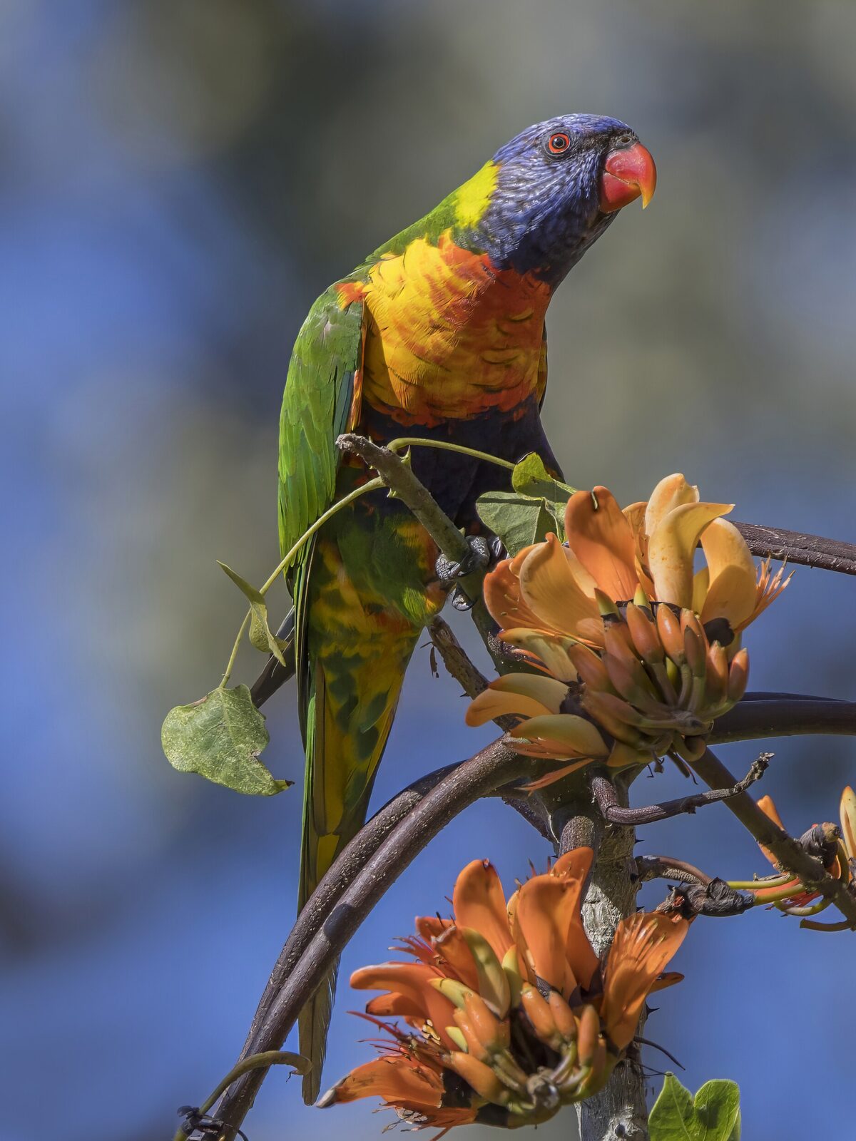 Marigold Lorikeet