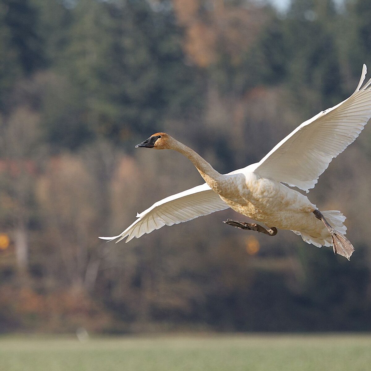 Trumpeter Swan