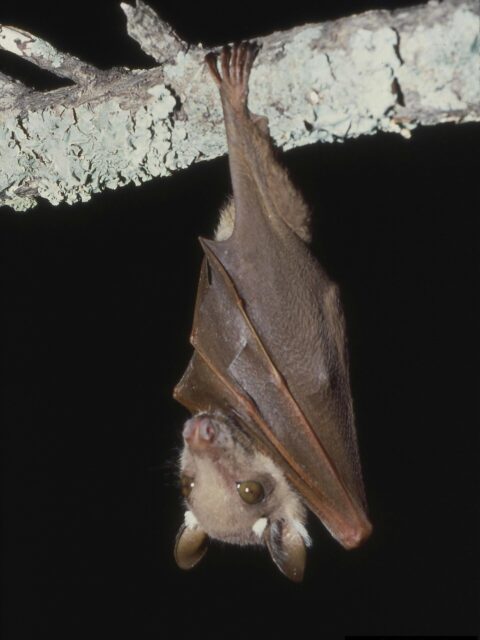 African Fruit Bat