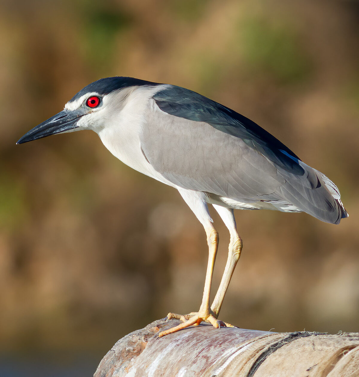 Black-crowned Night Heron