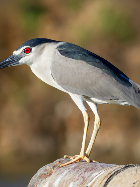 Black-crowned Night Heron