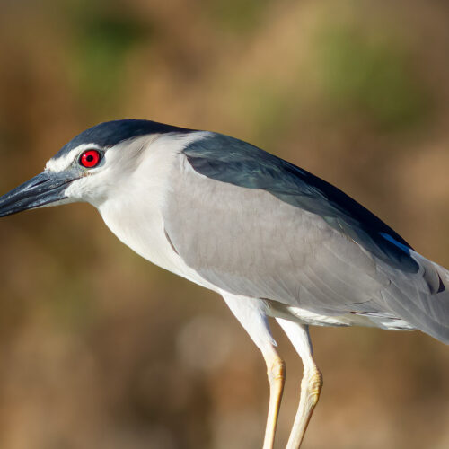 Heron