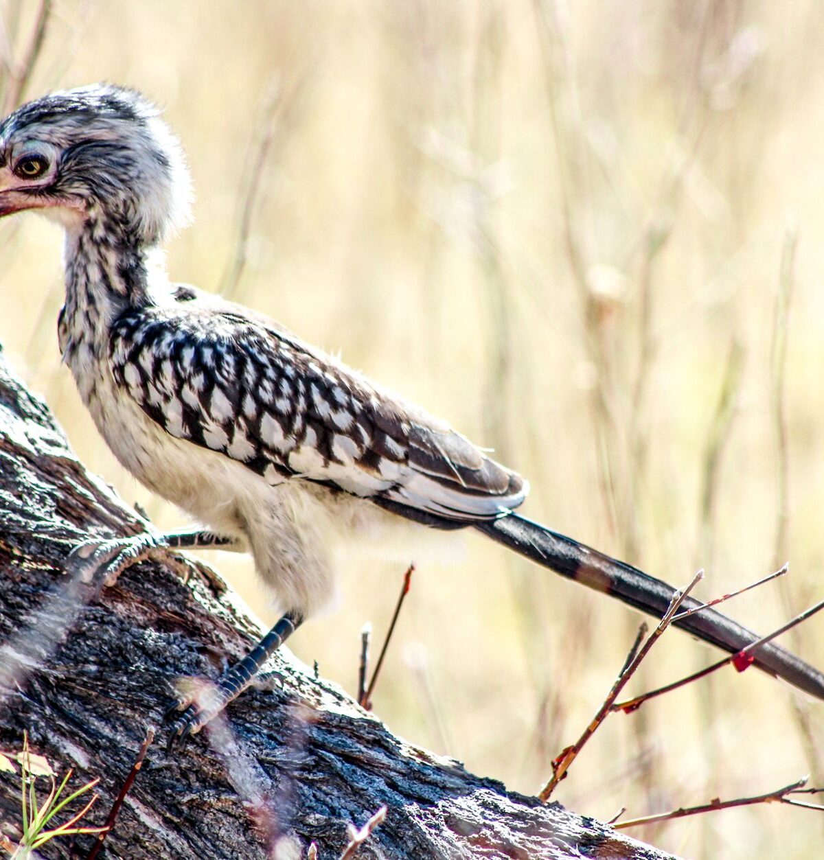 African Red-Billed Hornbill
