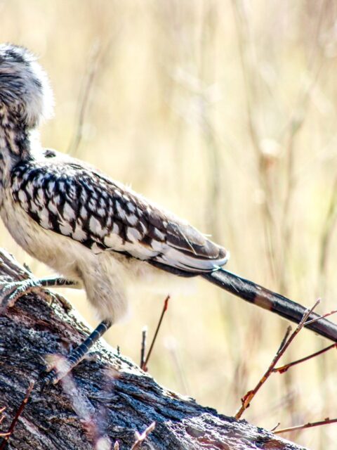 African Red-Billed Hornbill
