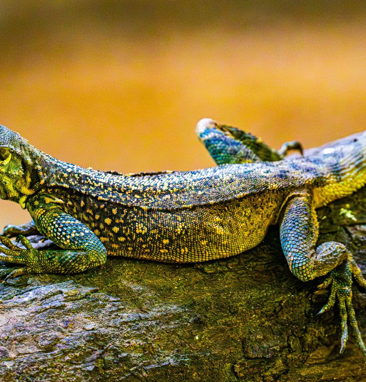 Philippine Sailfin Lizard