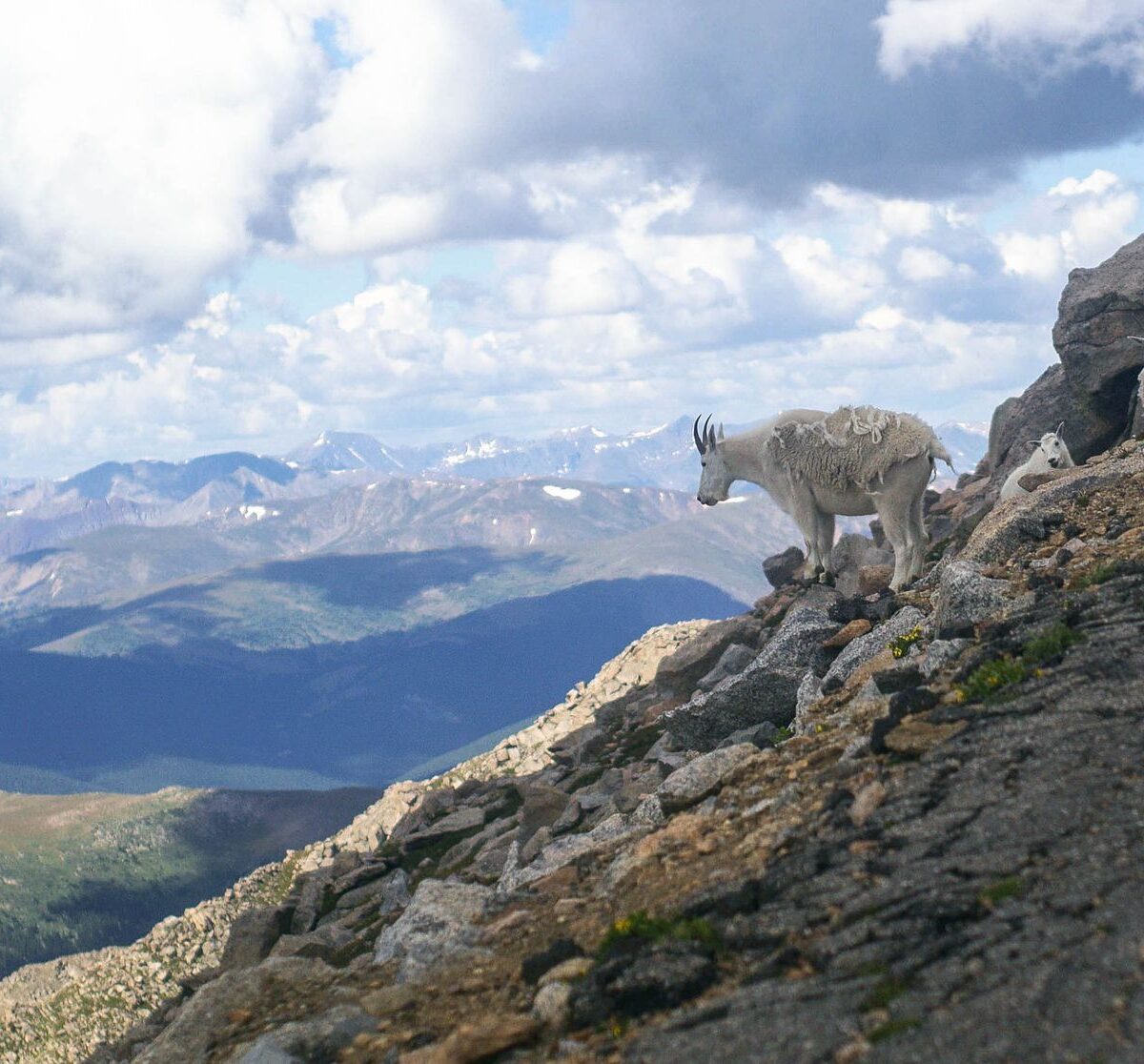 Rocky Mountain Goat