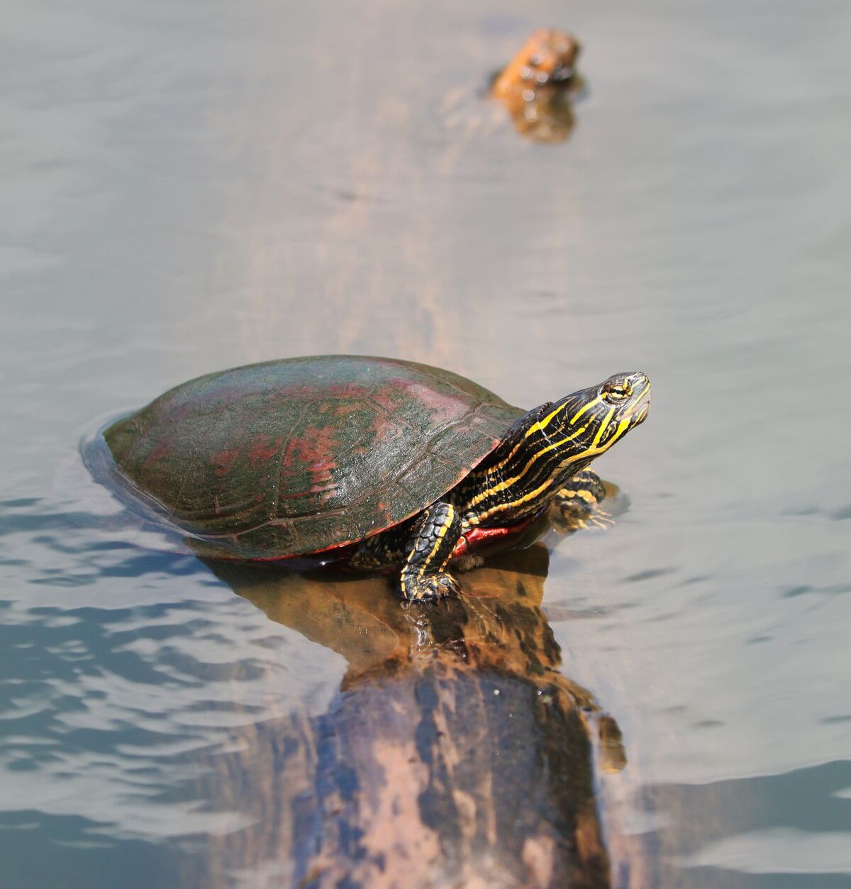 Western Painted Turtle