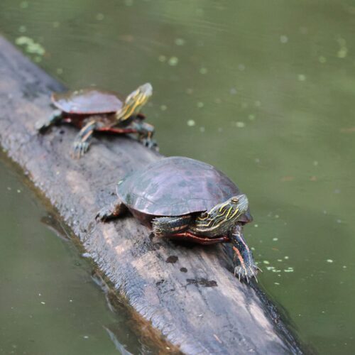 Painted Turtle