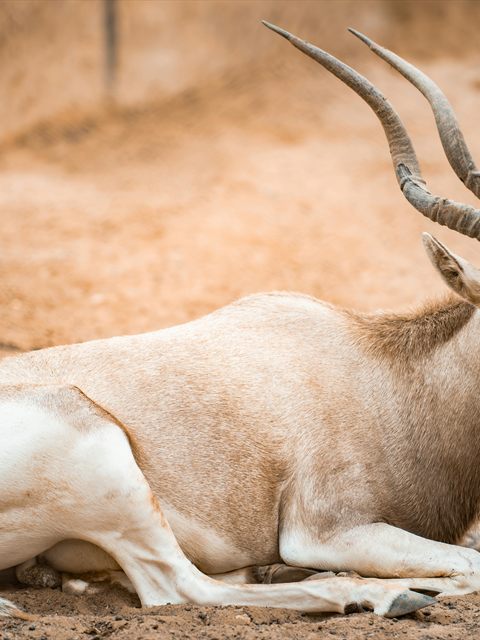 Addax