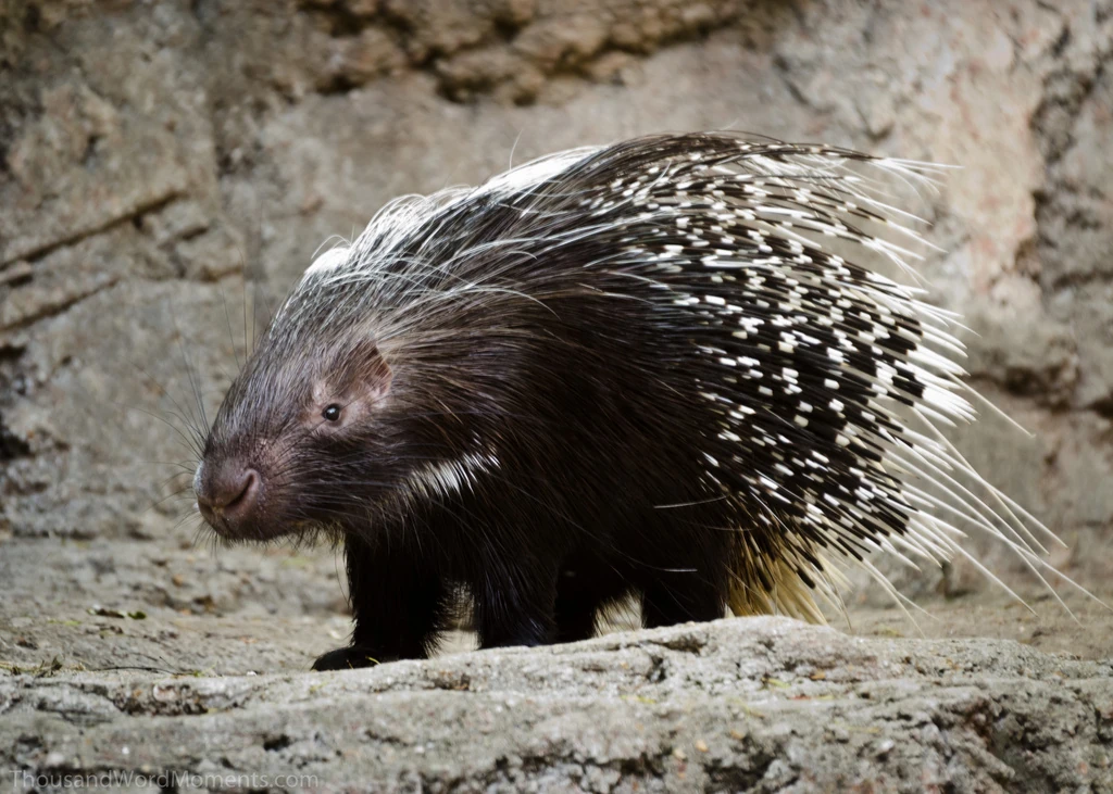 African Crested Porcupine