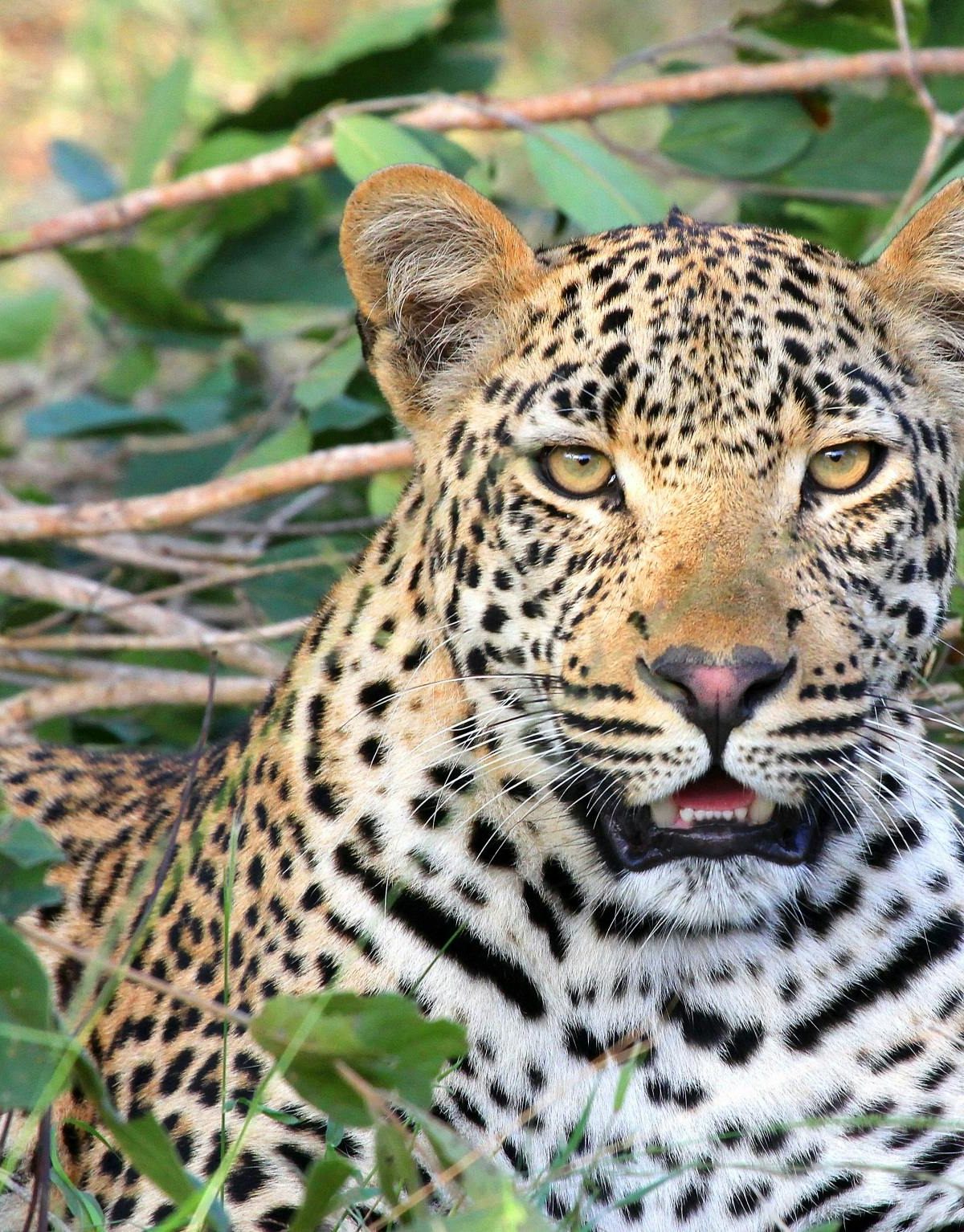 African Leopard