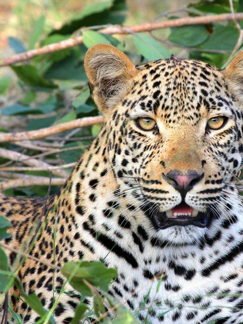 African Leopard