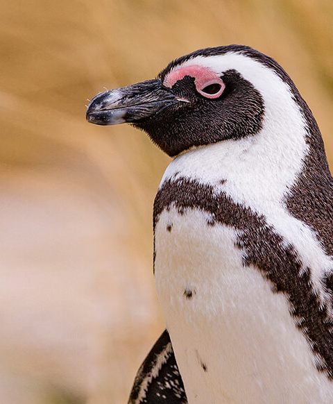 African Penguin