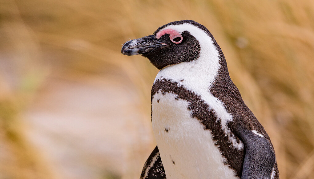 African Penguin