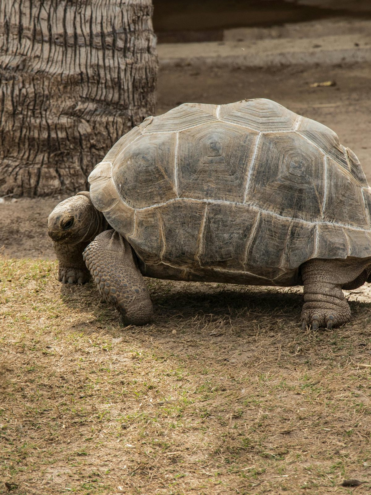 Aldabra Giant Tortoise