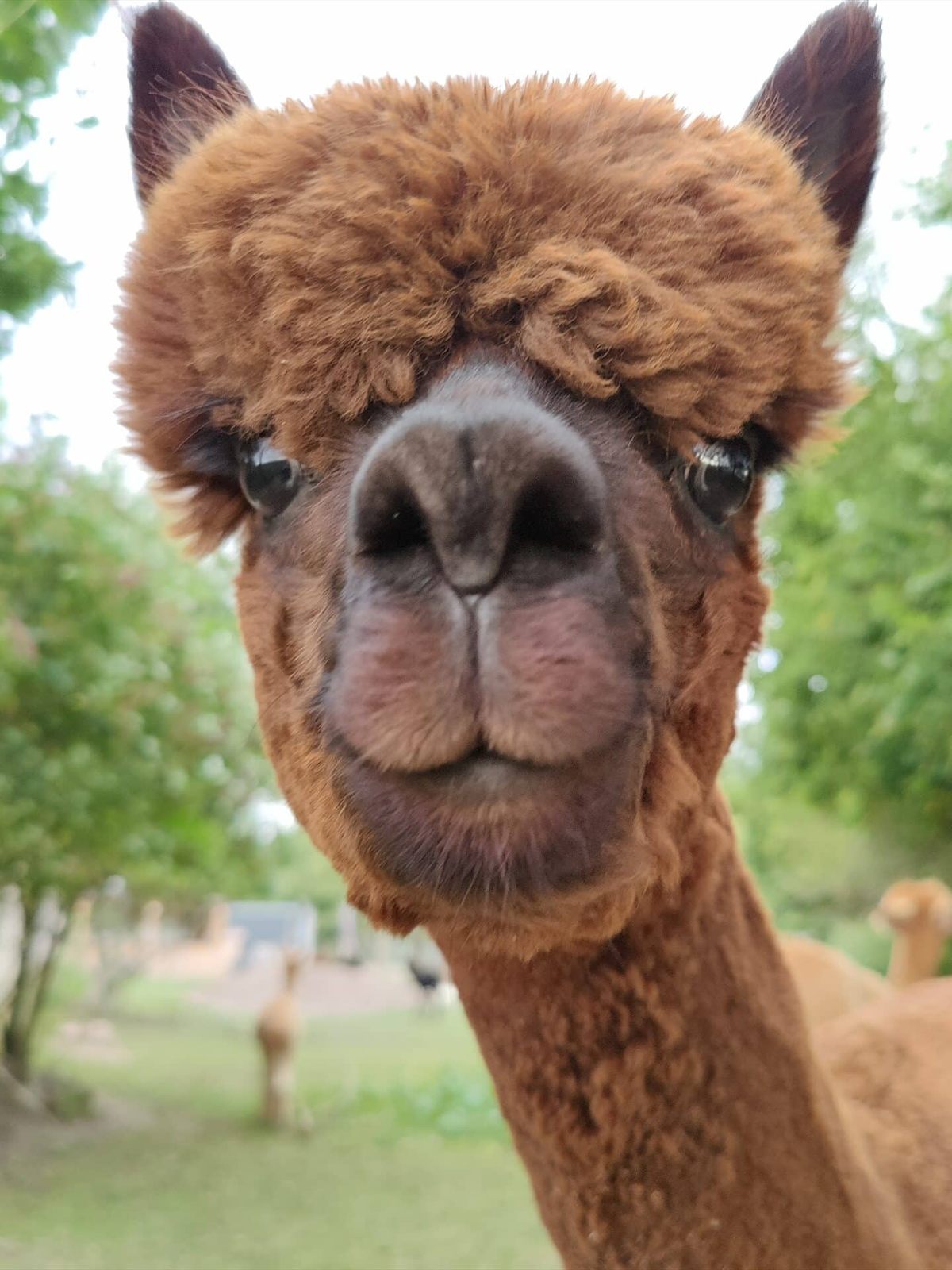 Alpaca