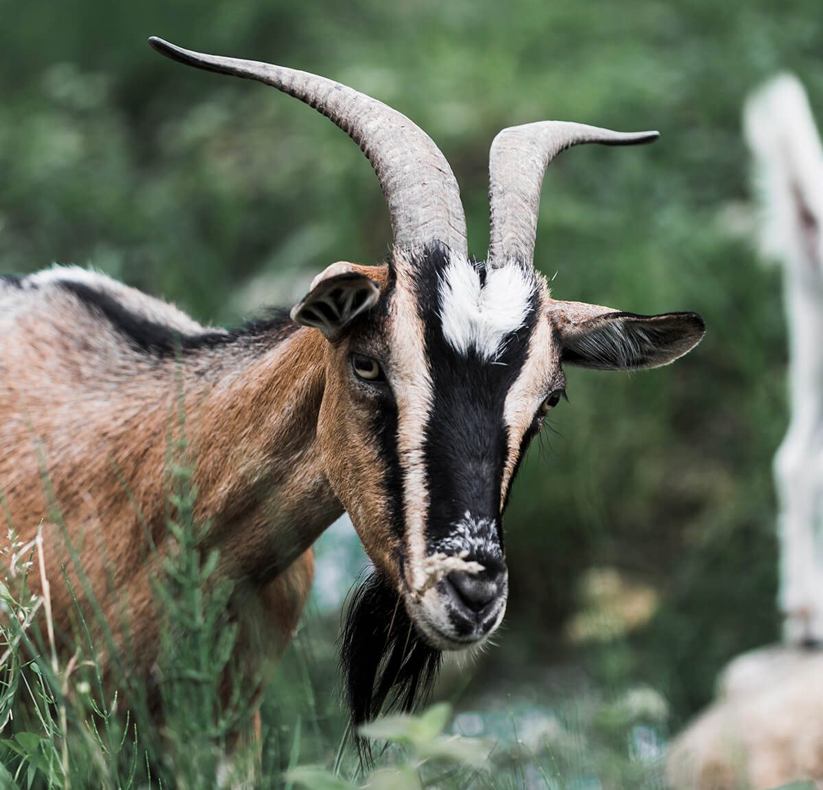 Alpine Goat