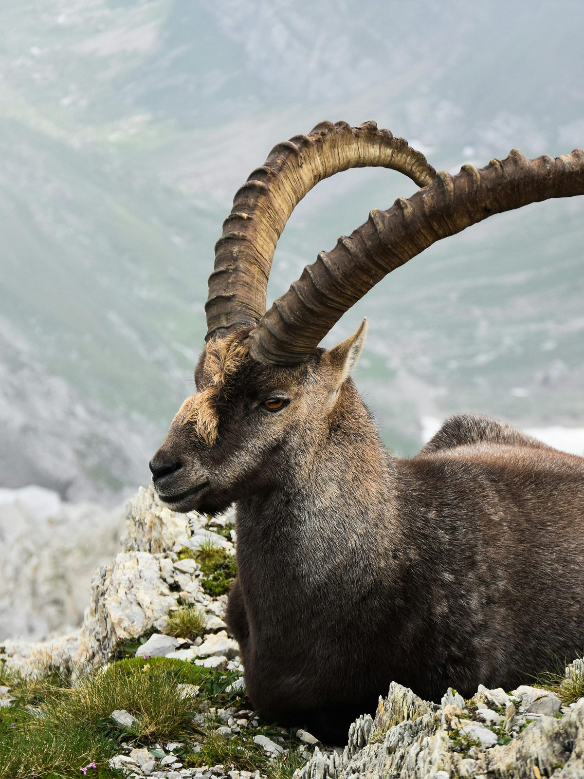 Alpine Ibex
