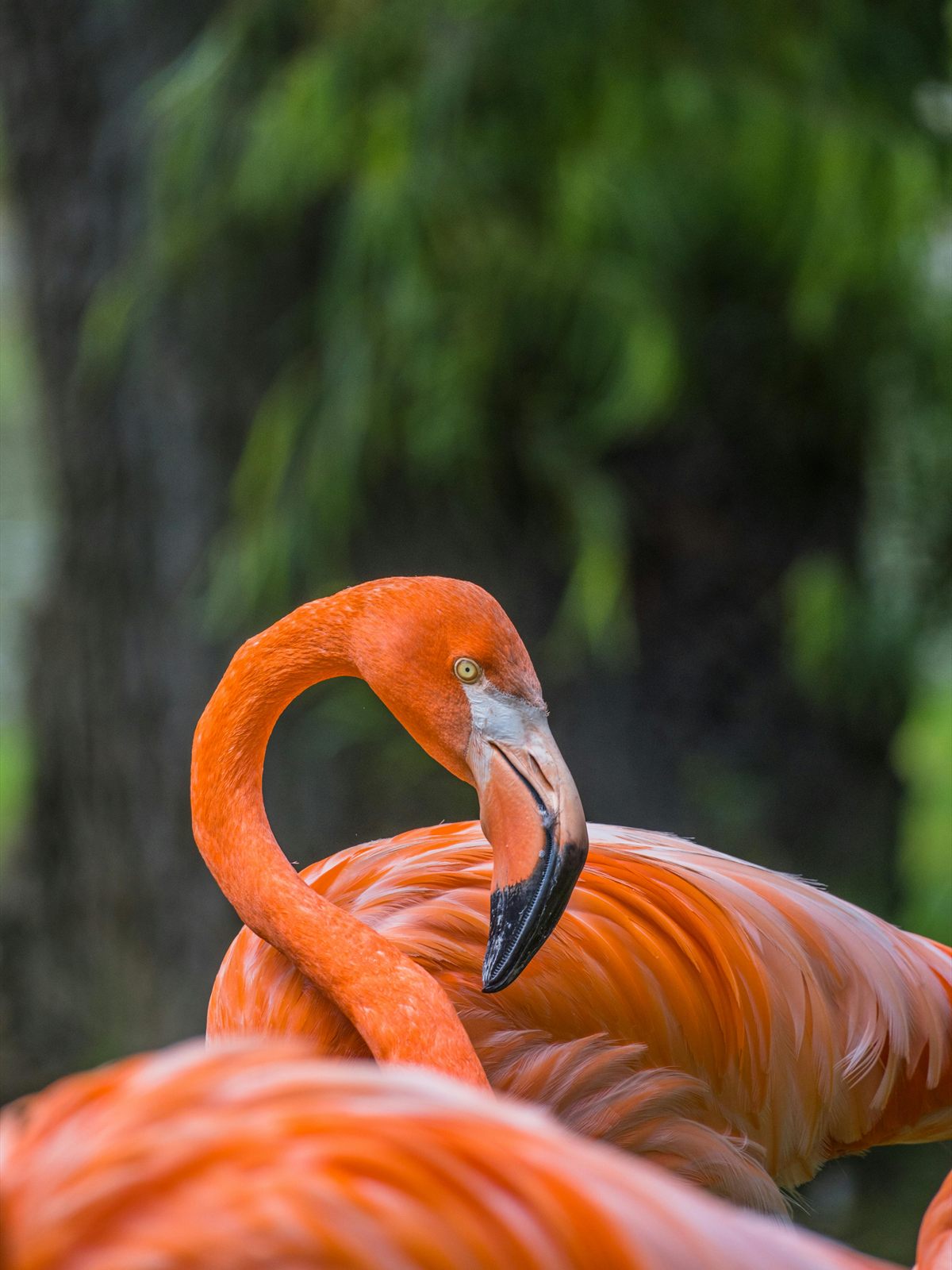 American Flamingo