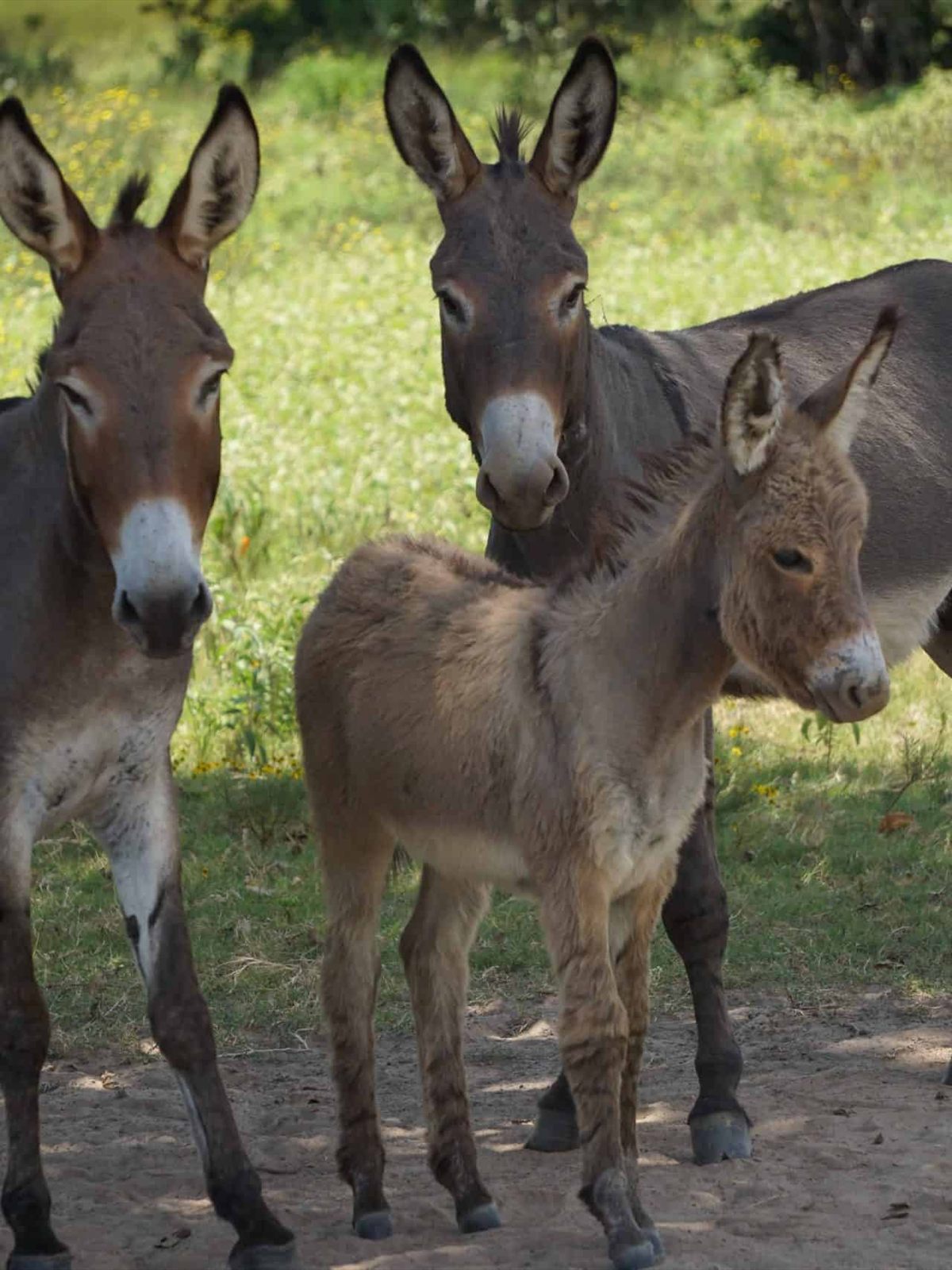 American Standard Donkey
