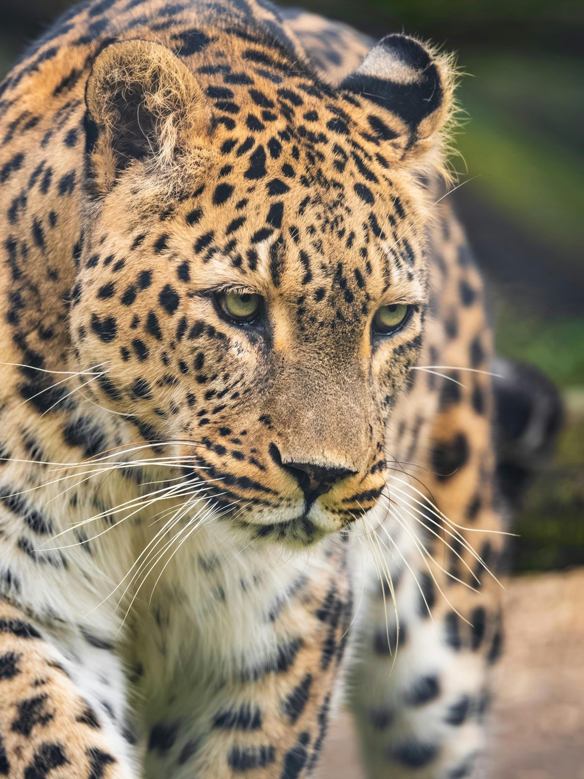 Amur Leopard