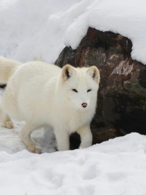 Arctic Fox