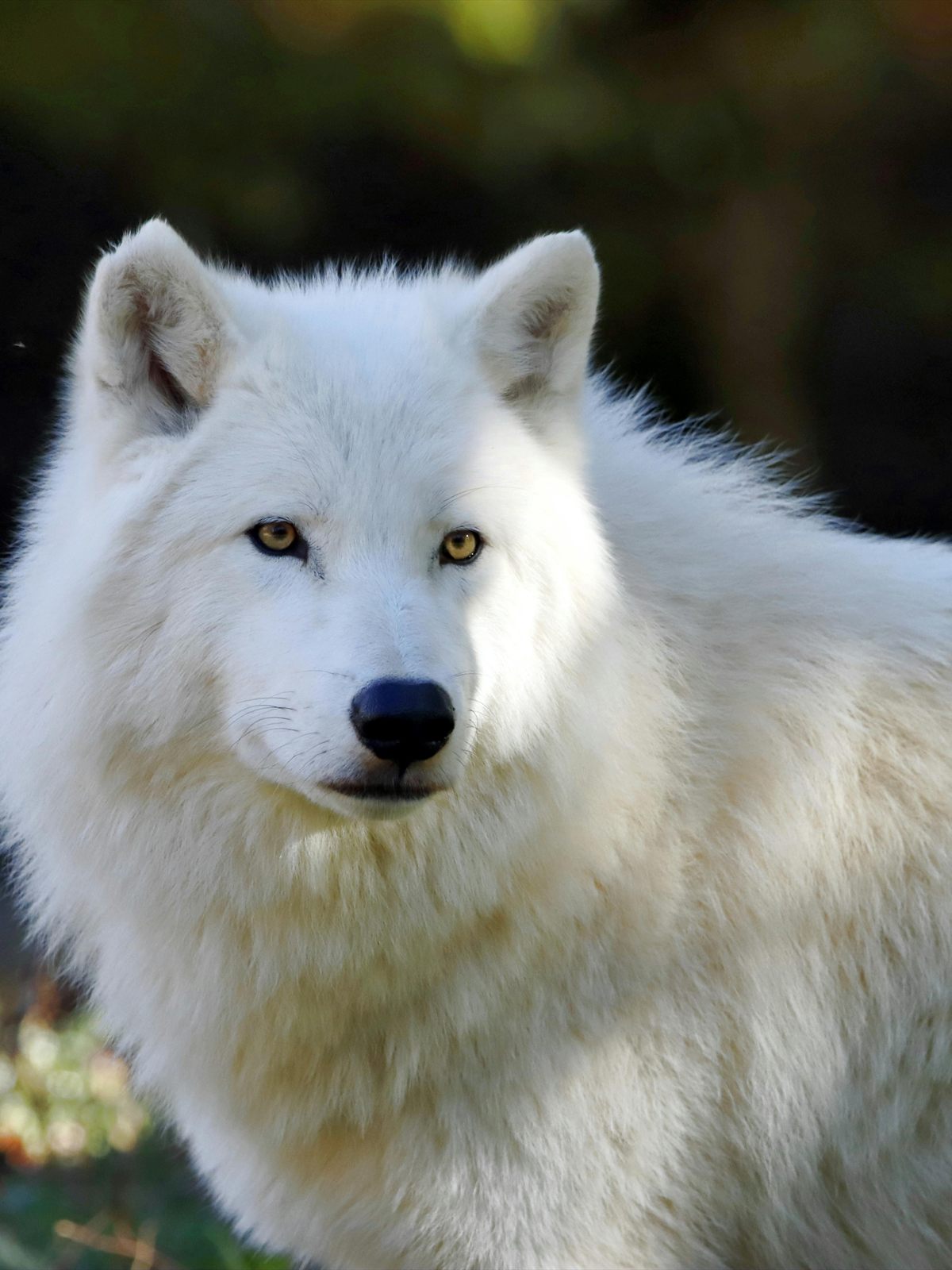 Arctic Wolf