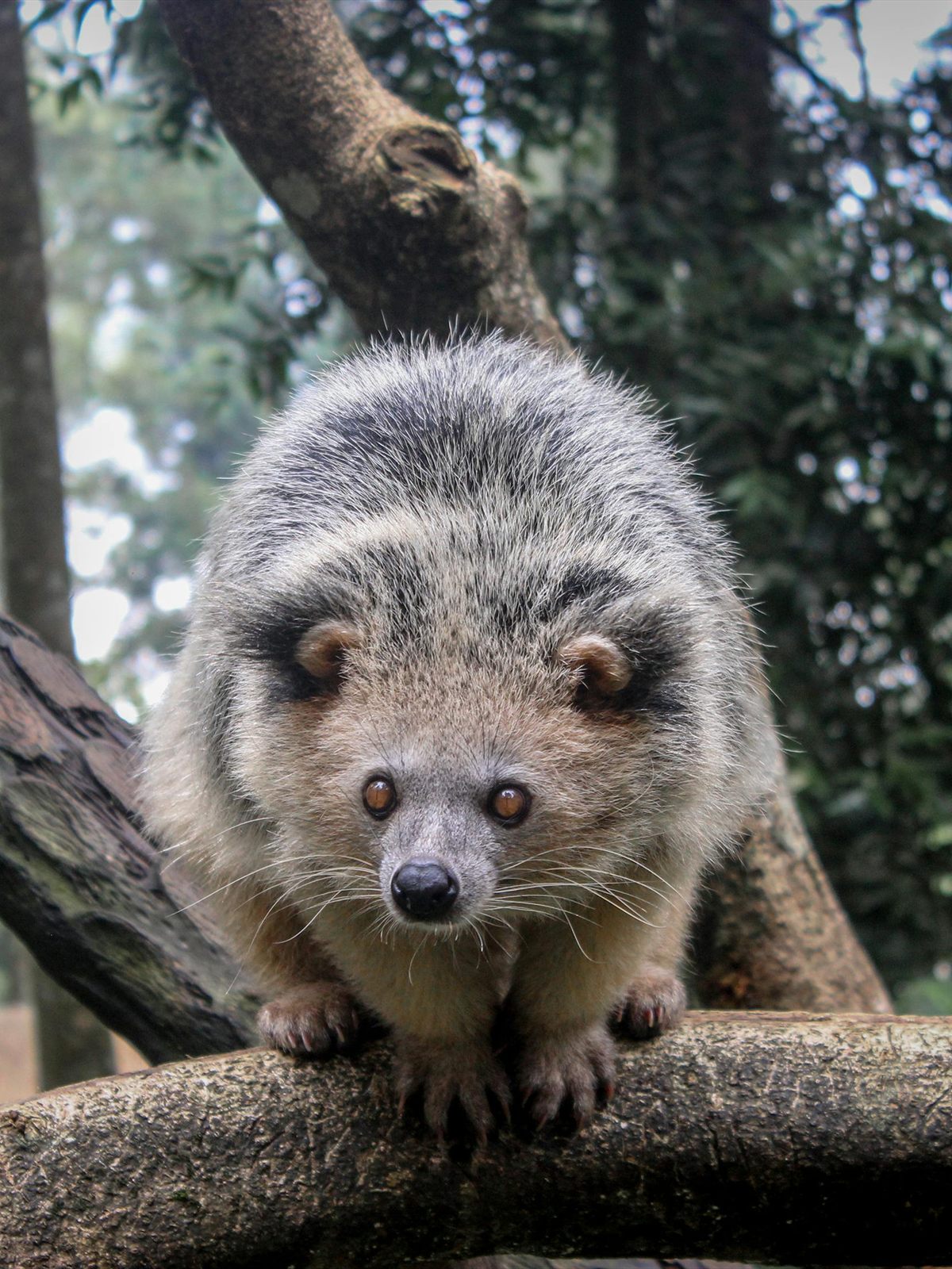 Binturong