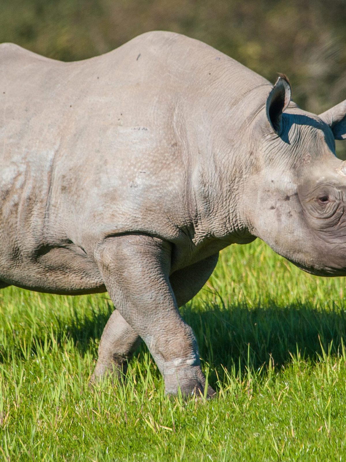 Black Rhinoceros