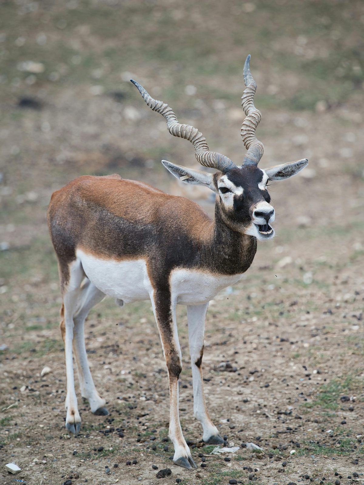 Blackbuck