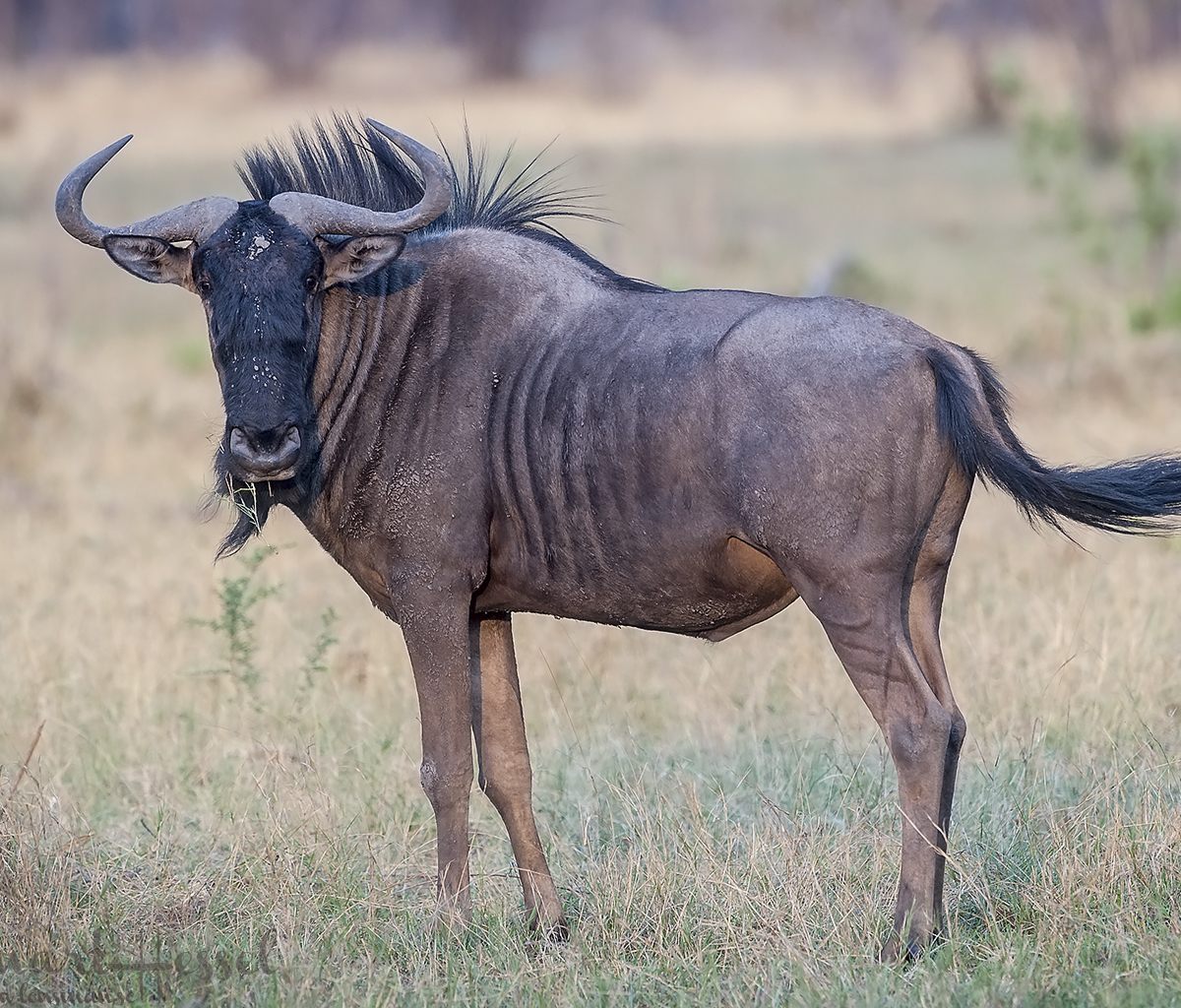 Blue Wildebeest