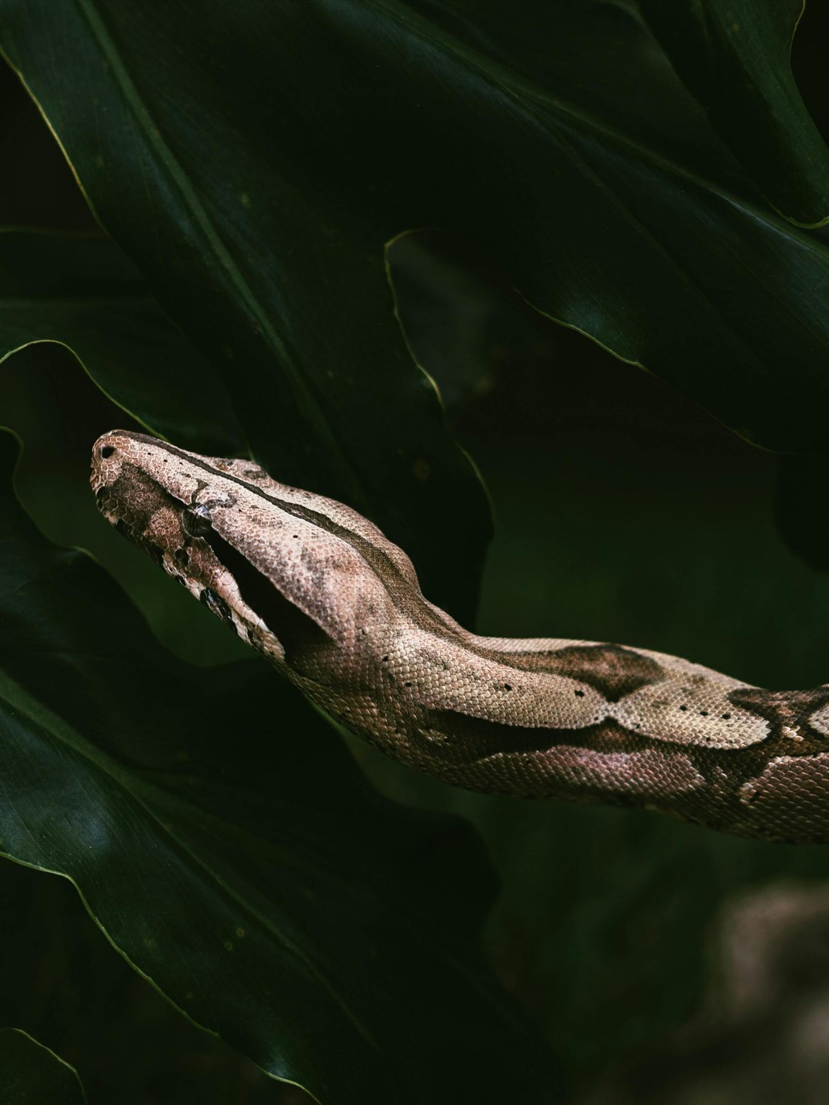 Boa Constrictor