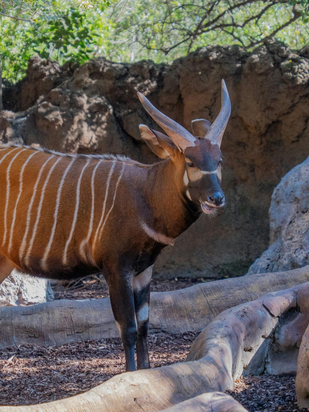 Bongo