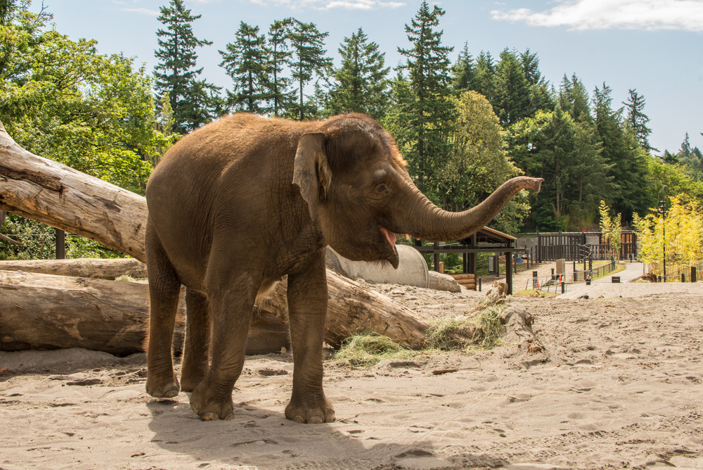 Bornean Elephant