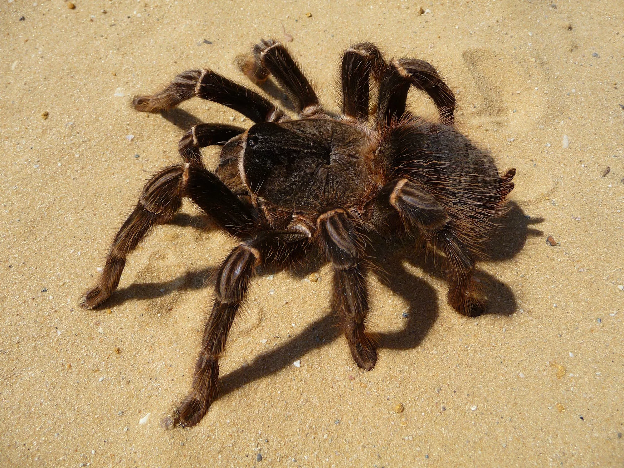 Brazilian Salmon Pink Tarantula
