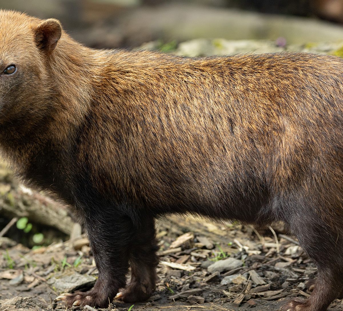 Bush Dog