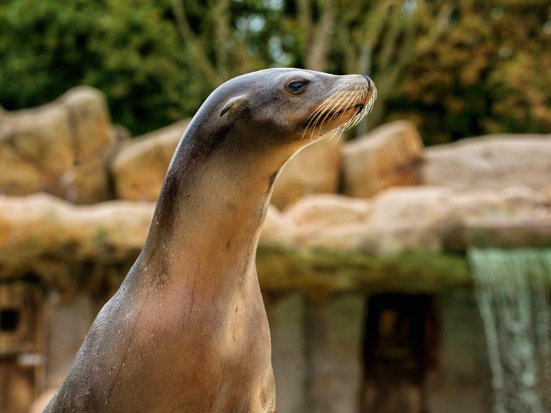 California Sea Lion