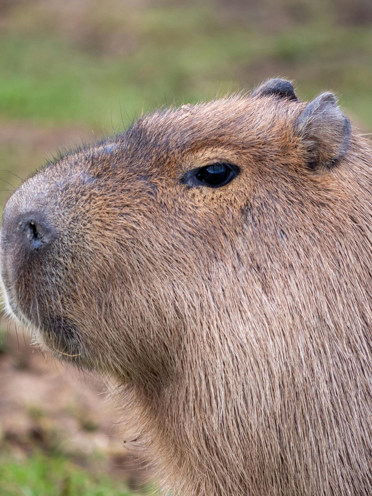 Capybara