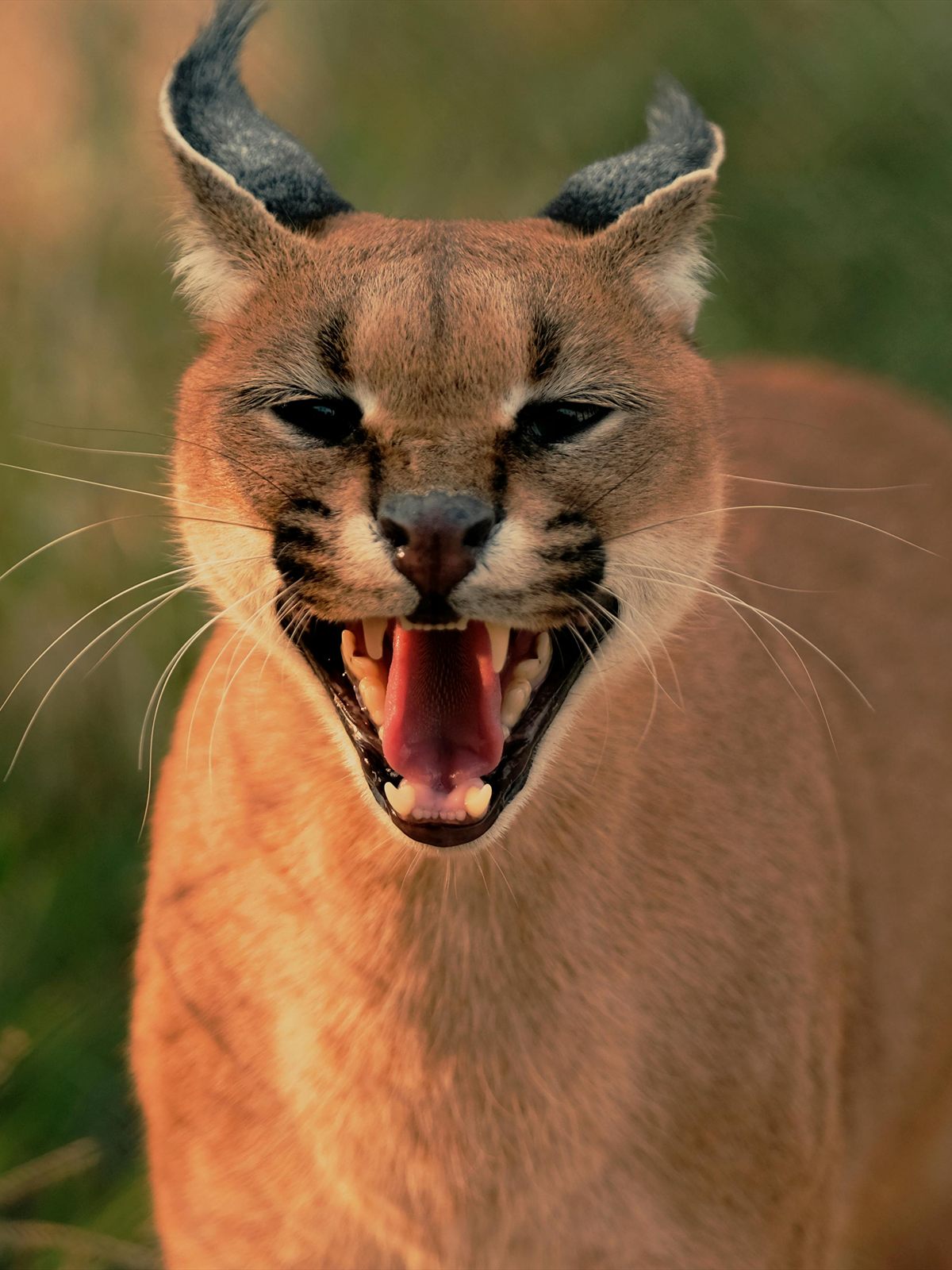 Caracal