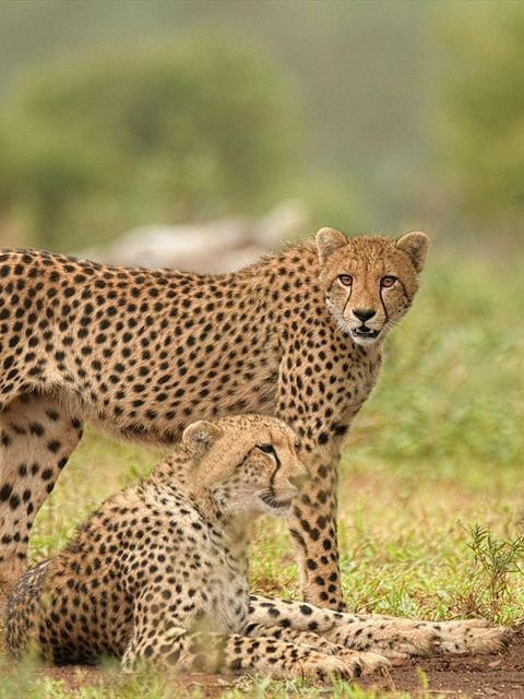 Cheetah