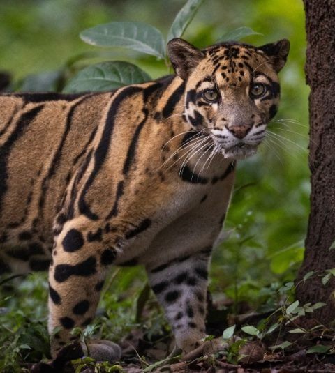 Clouded Leopard
