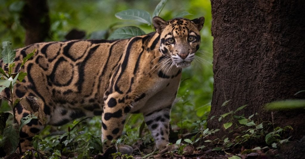 Clouded Leopard
